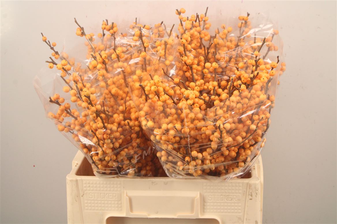Ilex Verticillata Golden Verboom 60cm