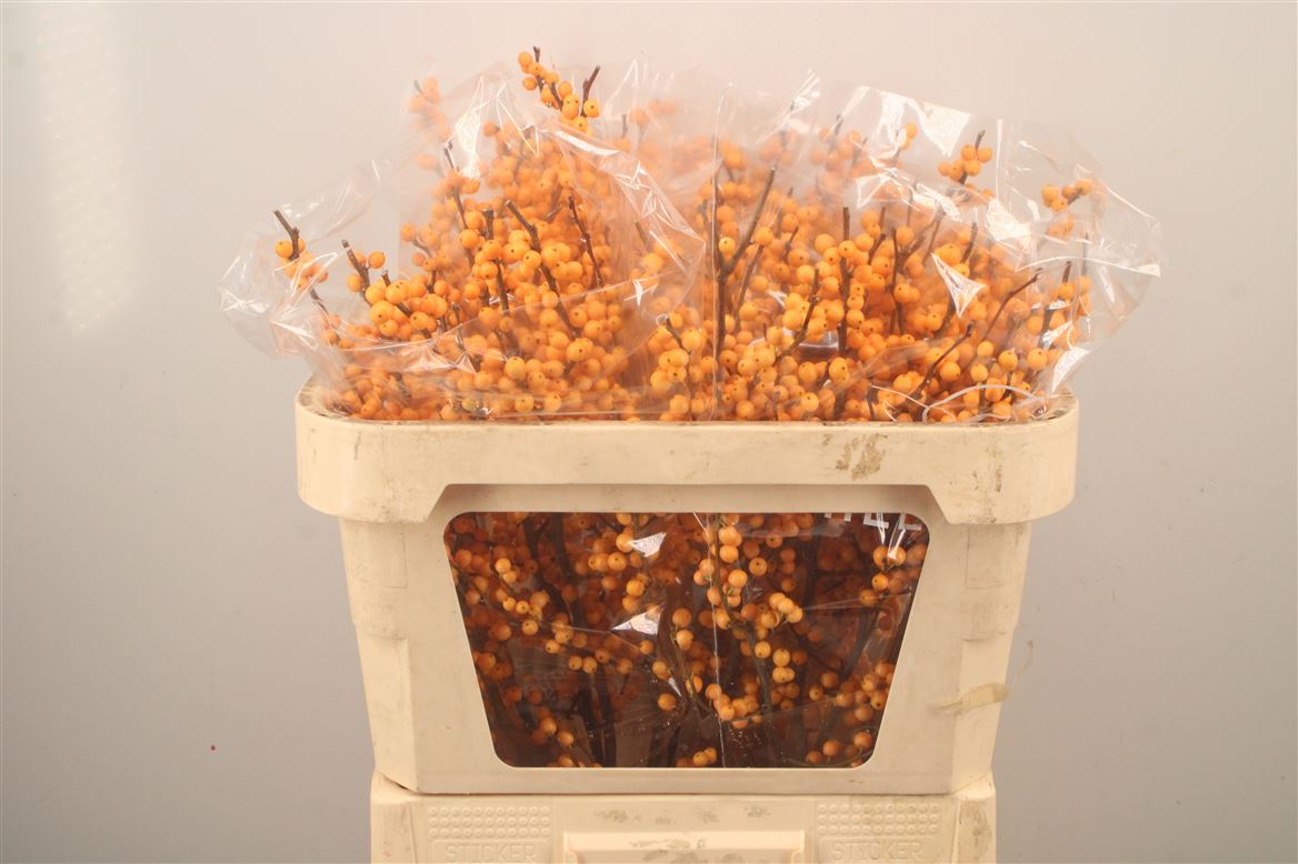 Ilex Verticillata Golden Verboom 70cm