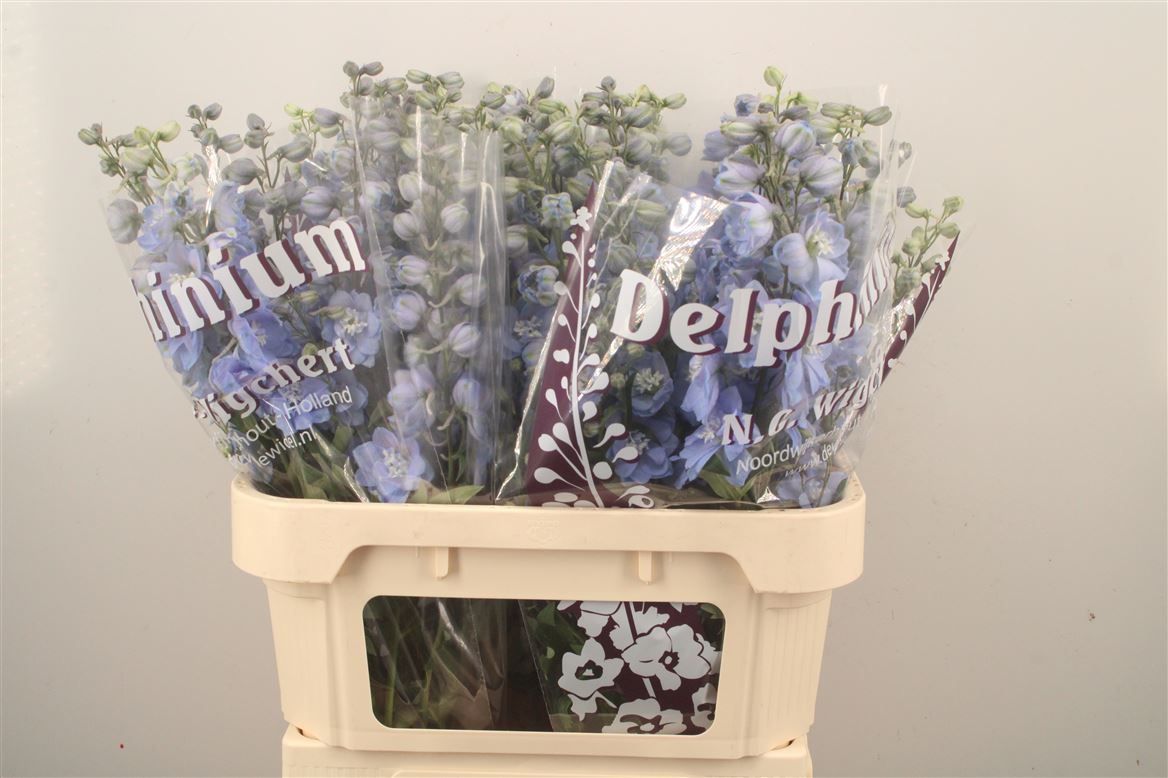 Delphinium Double Dewi Boy 80cm