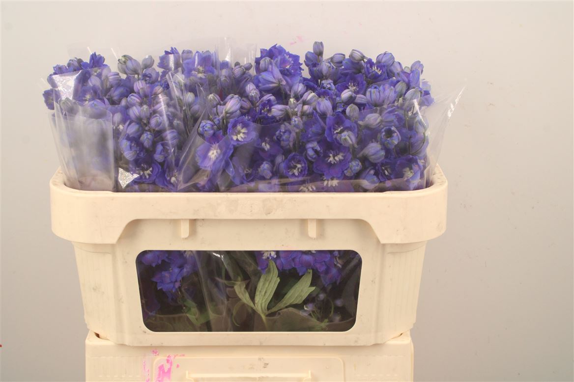 Delphinium Double Dewi Dark Blue Smile 65cm