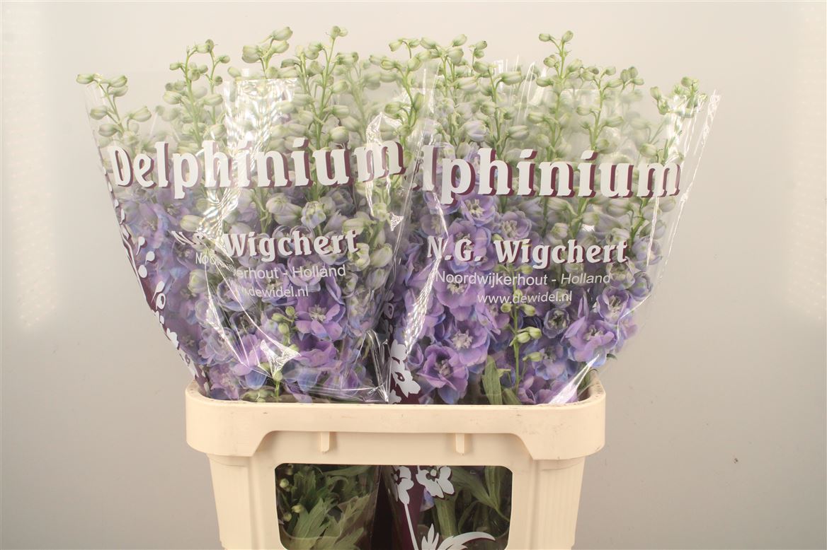 Delphinium Double Dewi Zofia 90cm