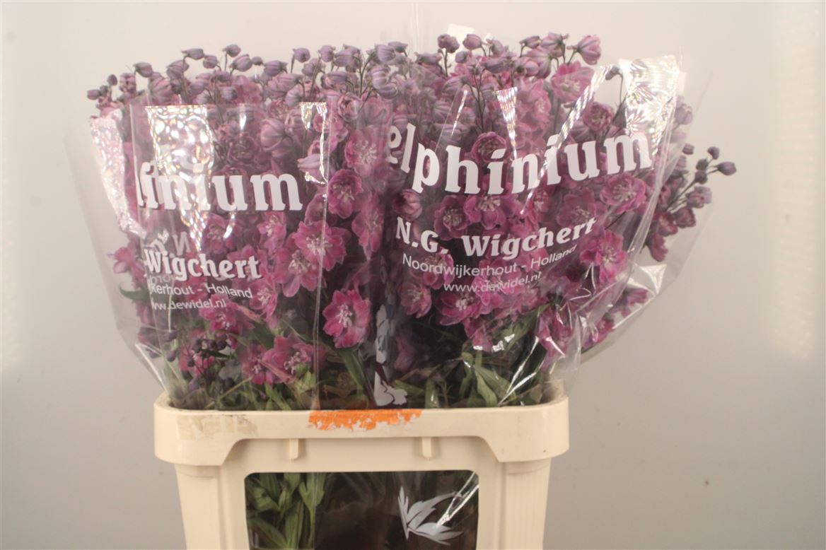 Delphinium Double Dewi Melody 90cm