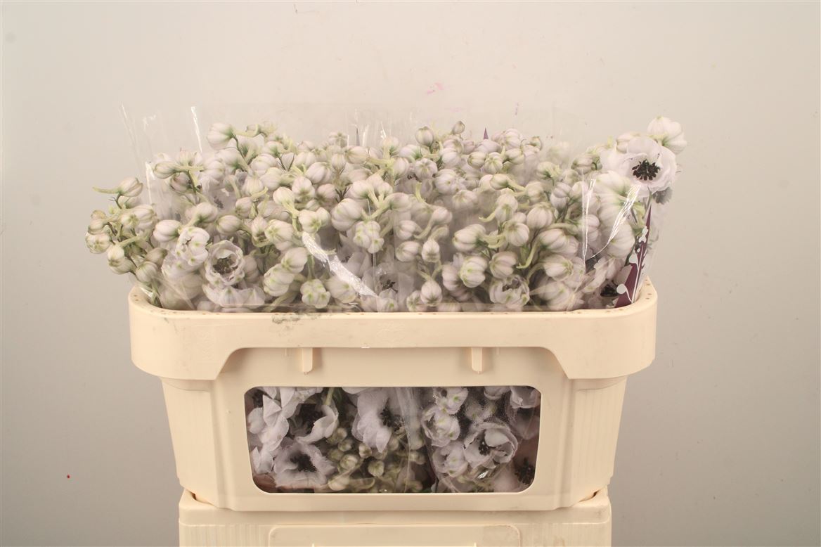 Delphinium Double Dewi Spijker 65cm