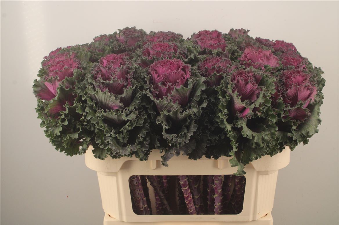 Brassica Crane Ruffle Red 70cm
