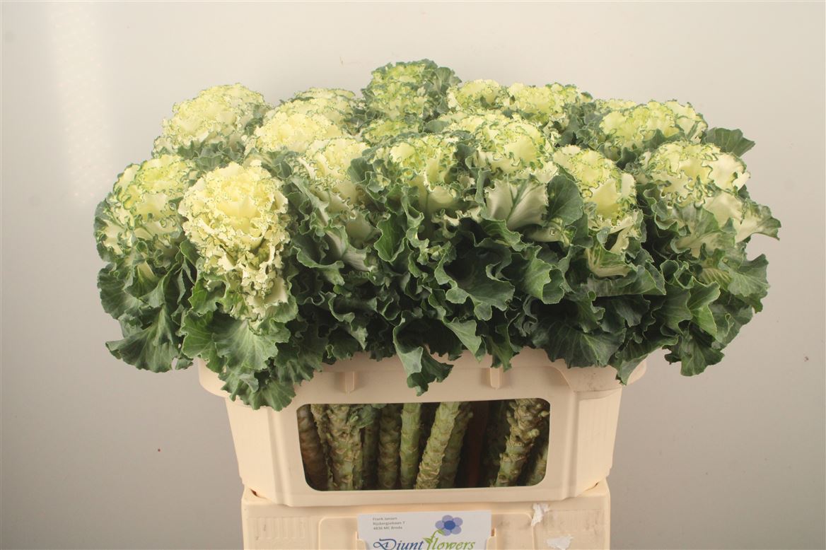 Brassica Crane Ruffle White 70cm