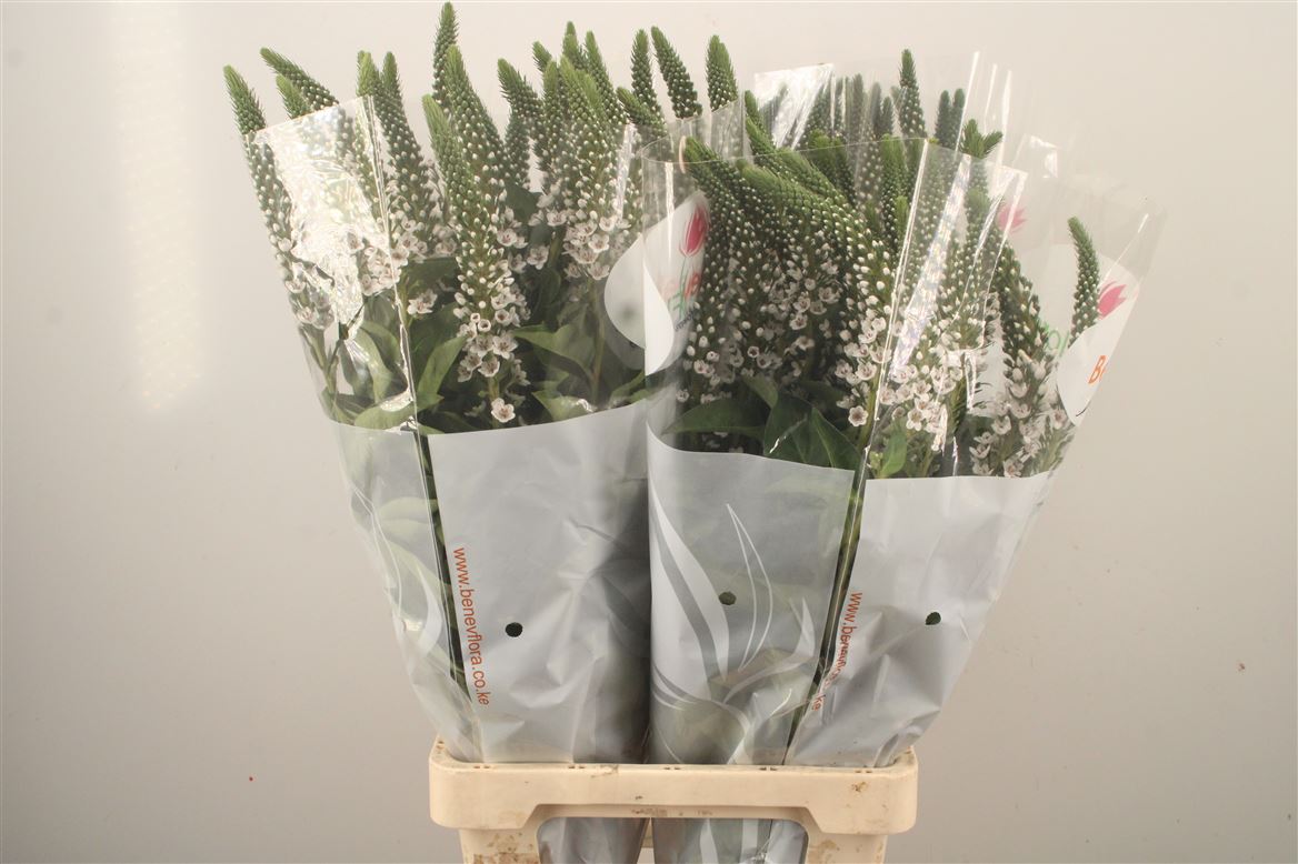 Lysimachia Moonlight 80cm