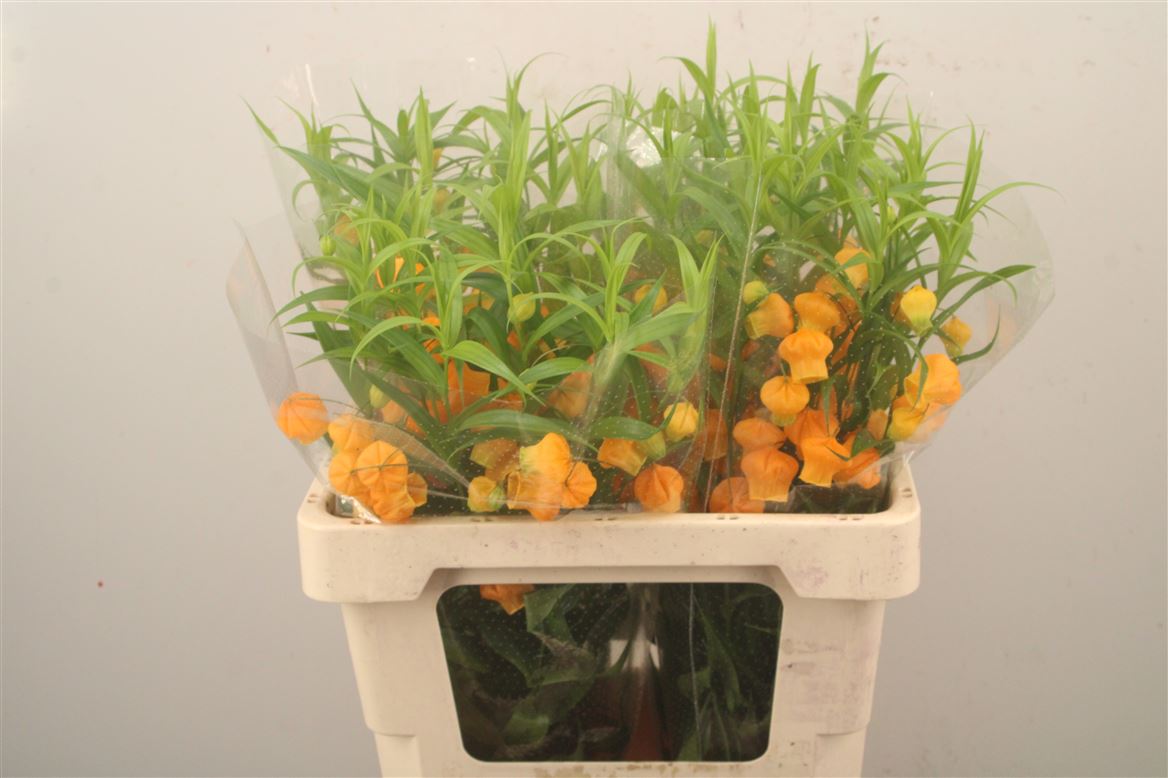 Sandersonia Aurantiaca 60cm
