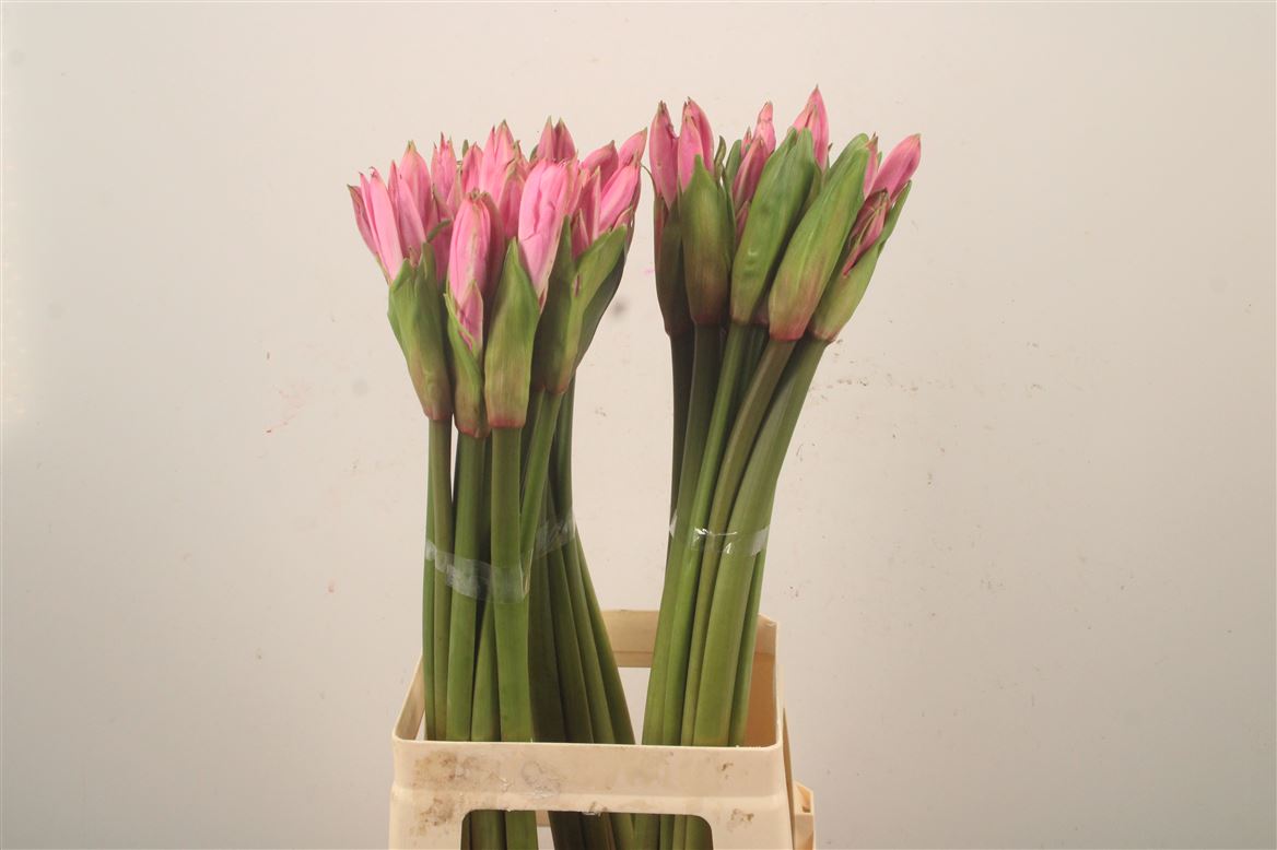 Amarcrinum 70cm
