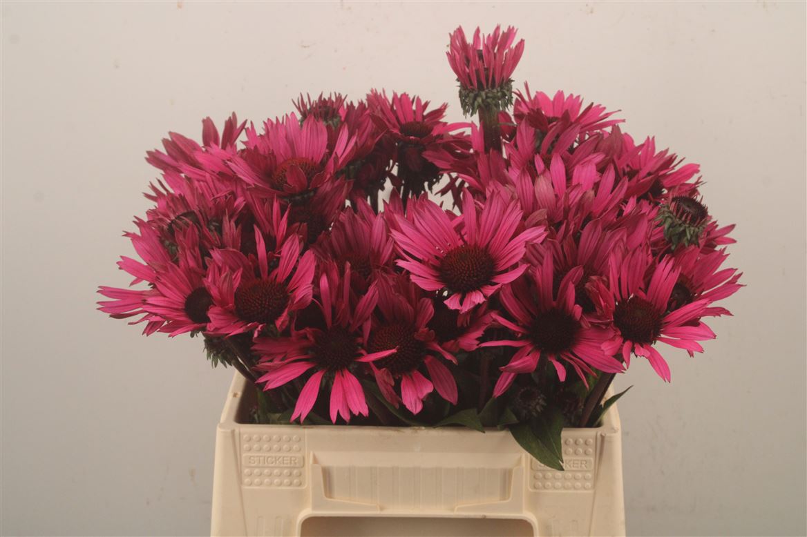 Echinacea Fatal Attraction 40cm