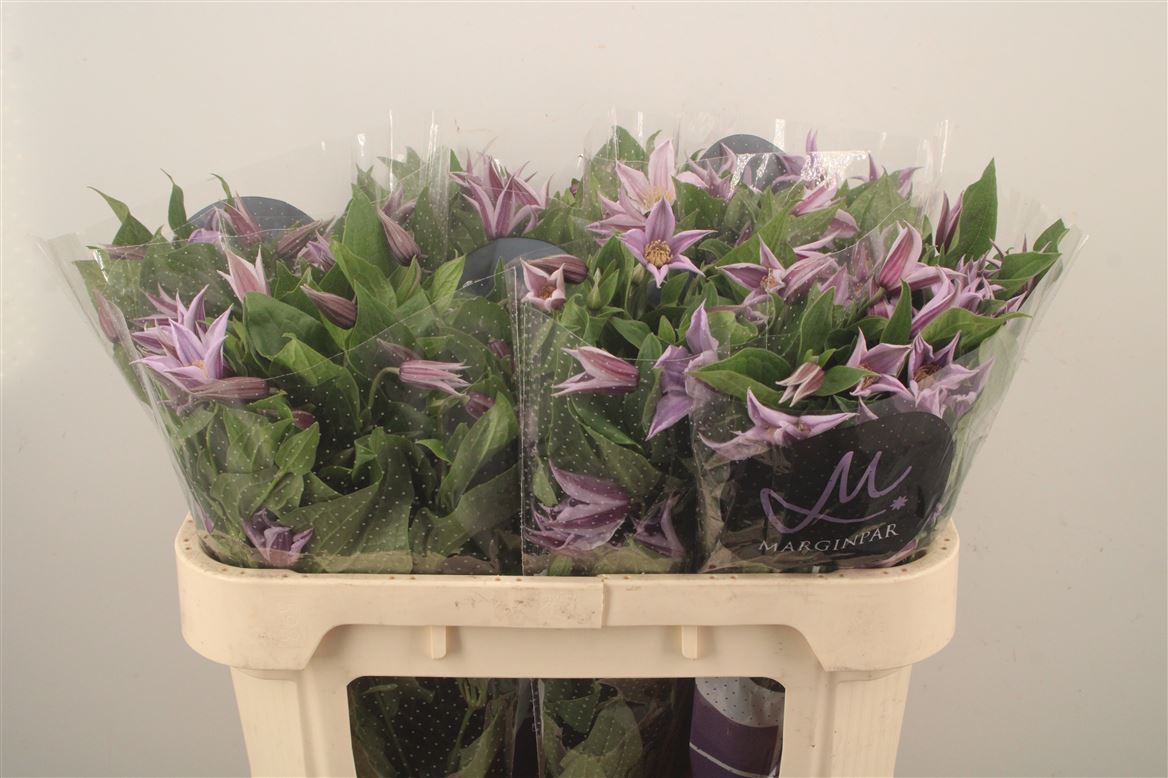 Clematis Star River 70cm