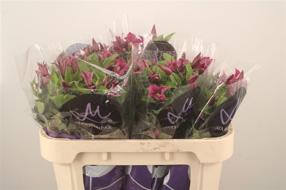 Clematis Amazing Kyiv 70cm