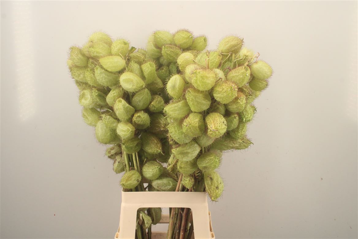 Gomphocarpus Fruticosus Moby Dick 80cm