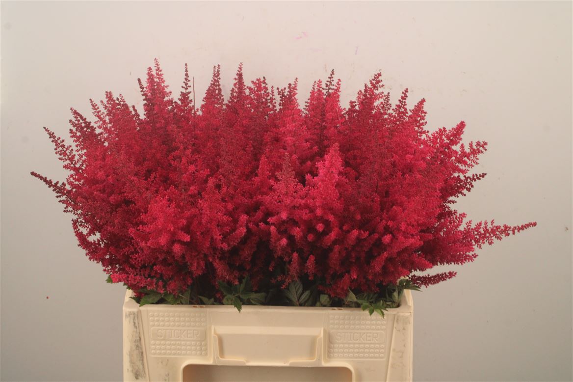 Astilbe Paul Gäarder 60cm