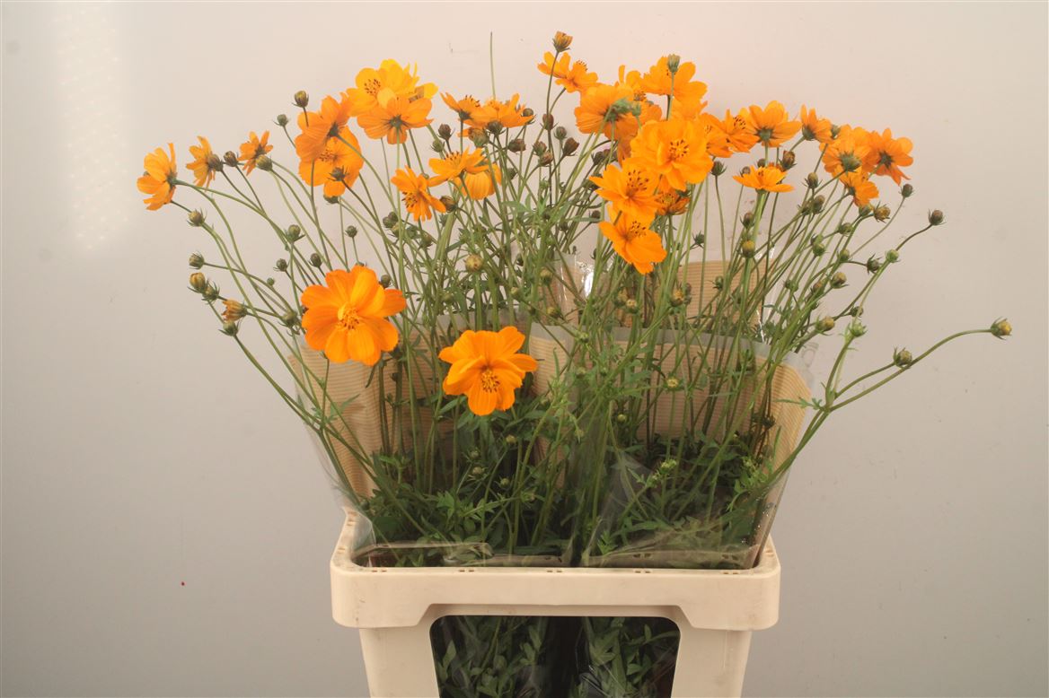 Cosmos Crest Orange 70cm