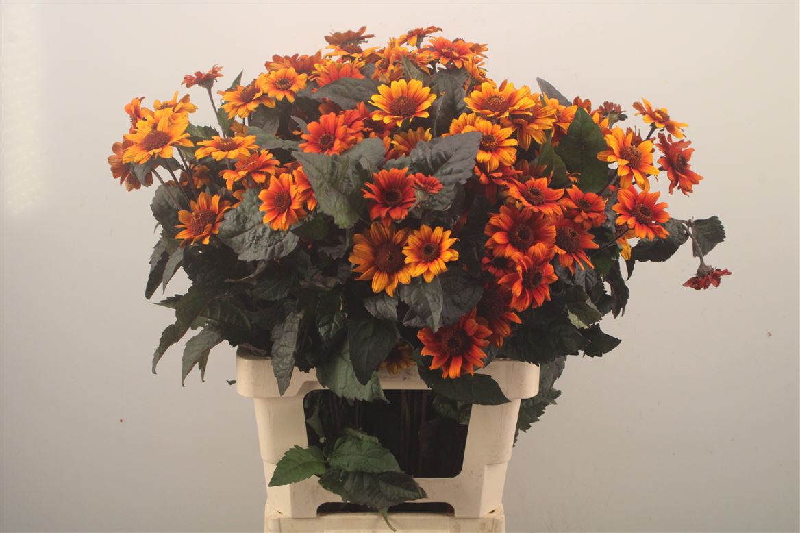 Heliopsis Red Shades 70cm
