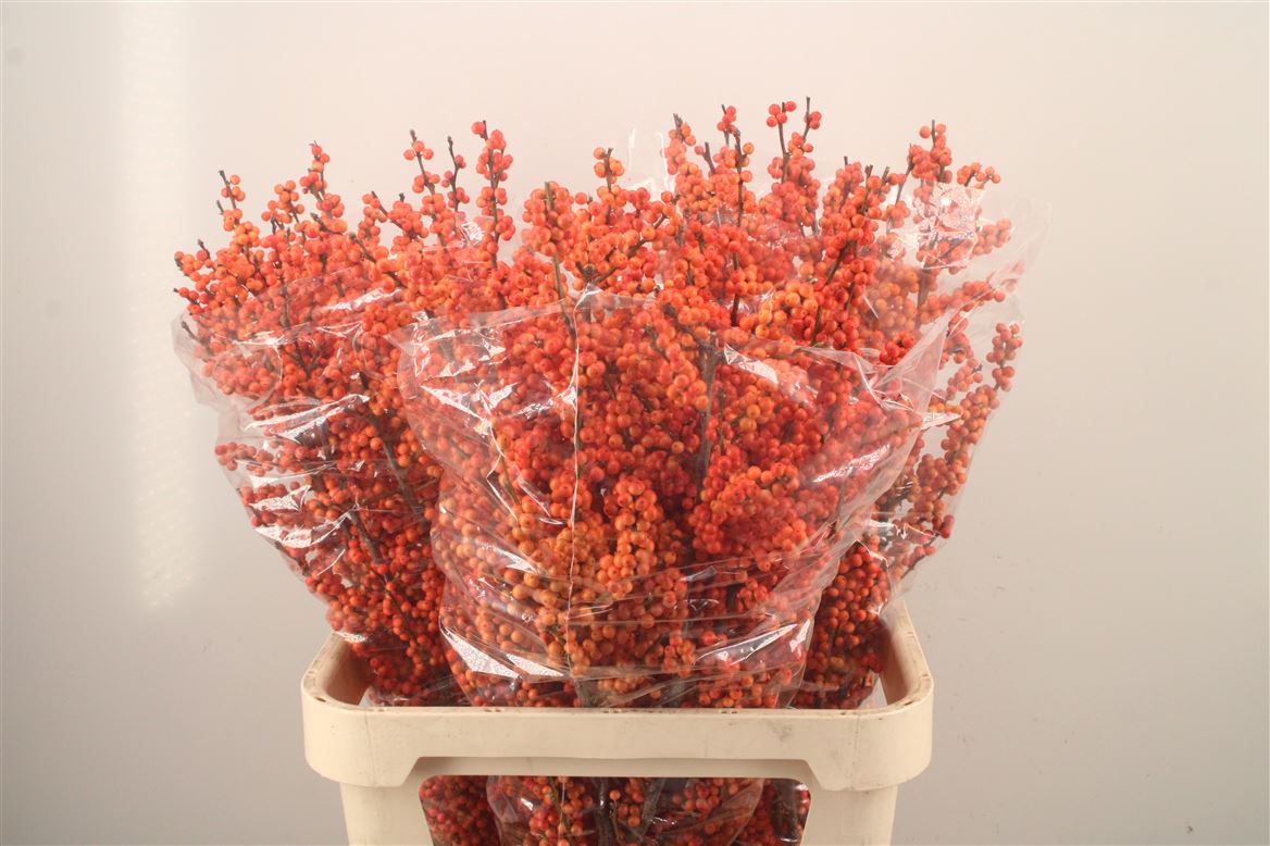 Ilex Verticillata Winter Gold 90cm