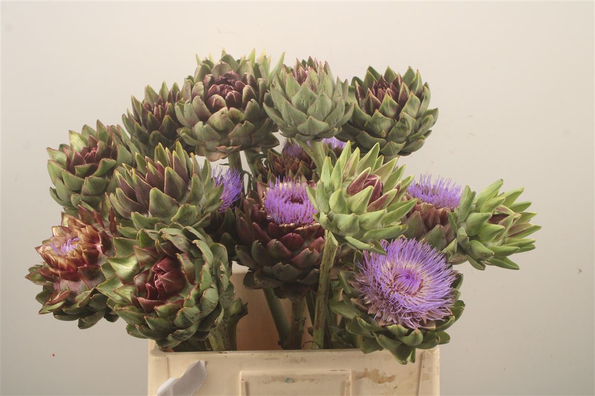 Cynara Green Globe 70cm