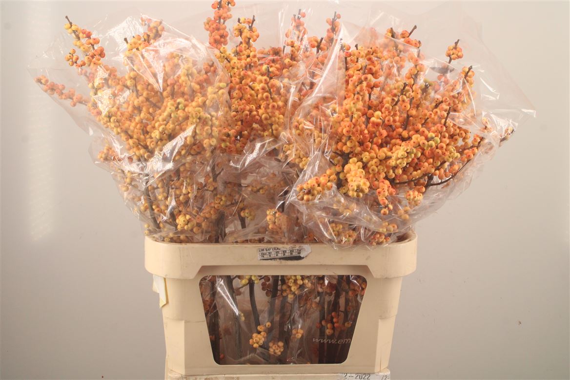 Ilex Verticillata Ilexia Julia 90cm