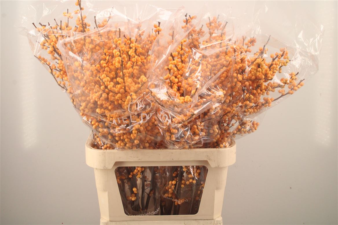 Ilex Verticillata Golden Verboom 90cm