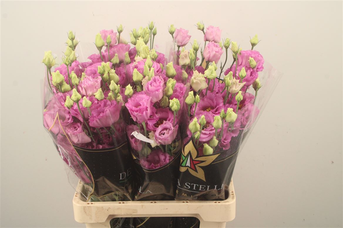 Eustoma Double Celeb Grape 70cm