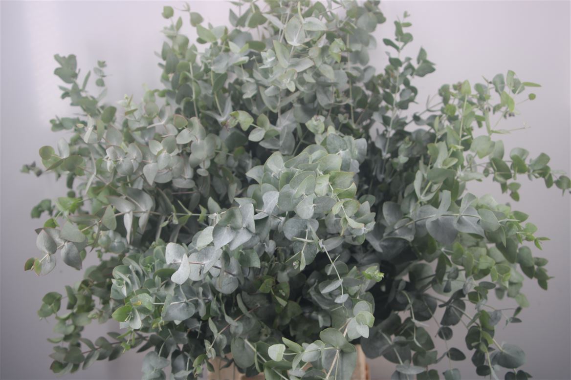 Eucalyptus Cinerea 70cm 400gram