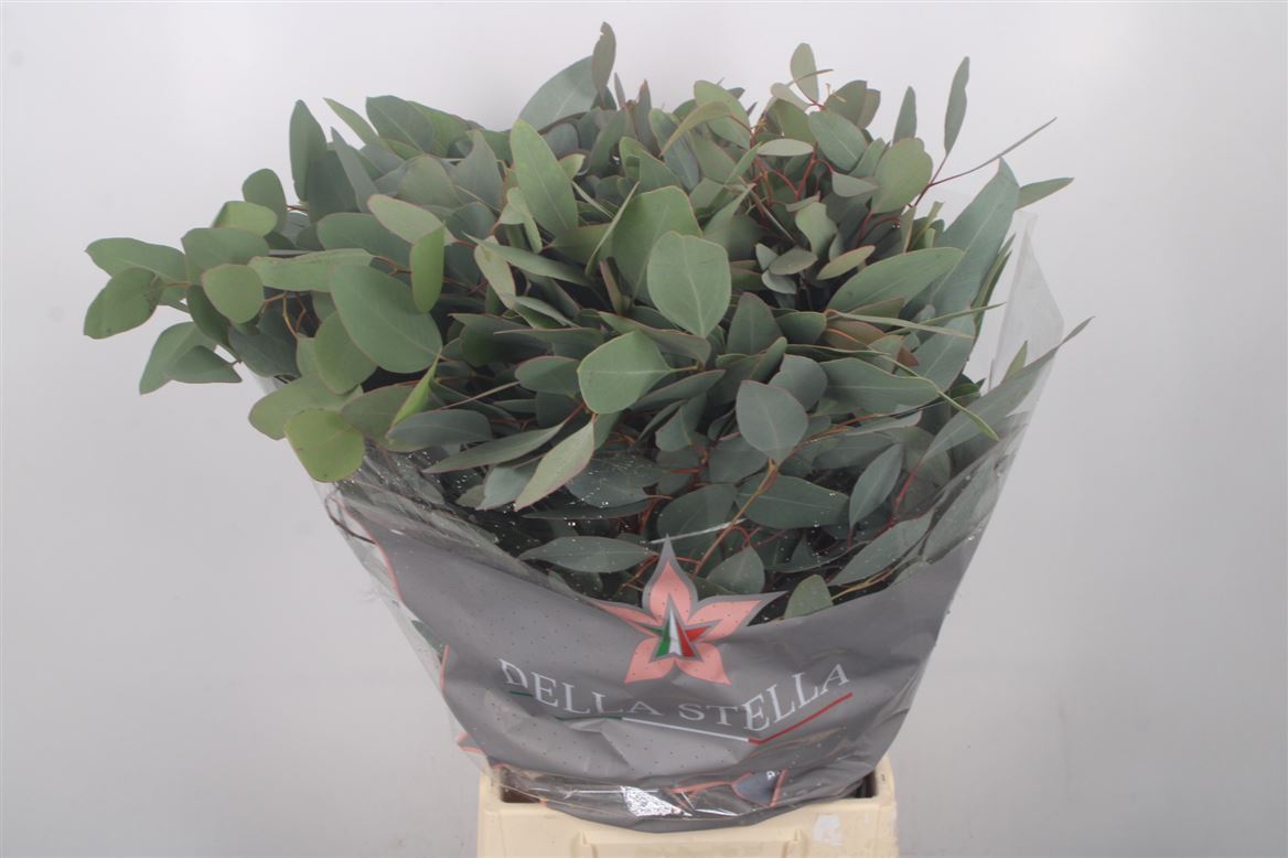 Eucalyptus Populus Per Bunch 80cm 300gr.