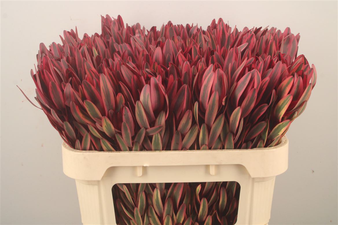 Leucadendron Jester 70cm