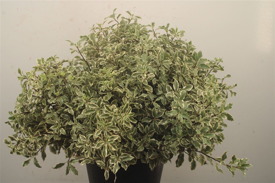 Pittosporum Silver Queen 50cm