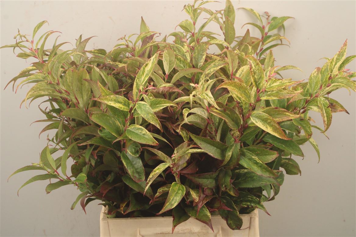 Leucothoe Fontanesiana Rainbow 40cm
