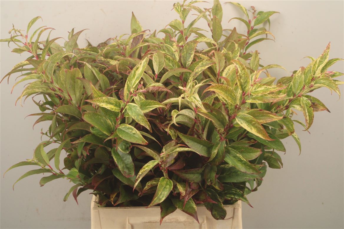 Leucothoe Fontanesiana Rainbow 45cm