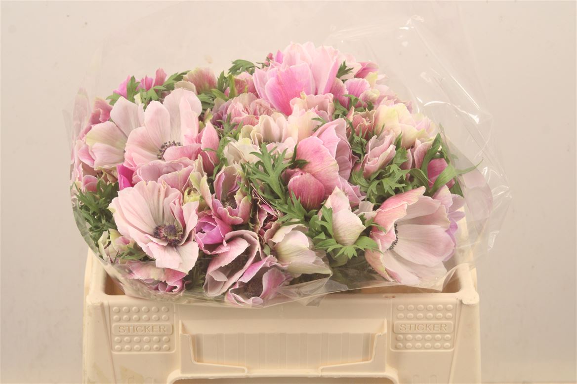 Anemone Coronaria Mistral Plus Rarity 35cm