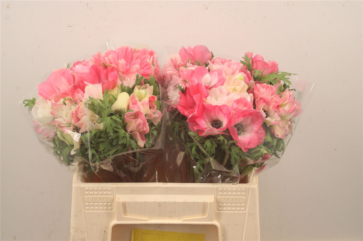 Anemone Coronaria Mistral Plus Light Pink 35cm