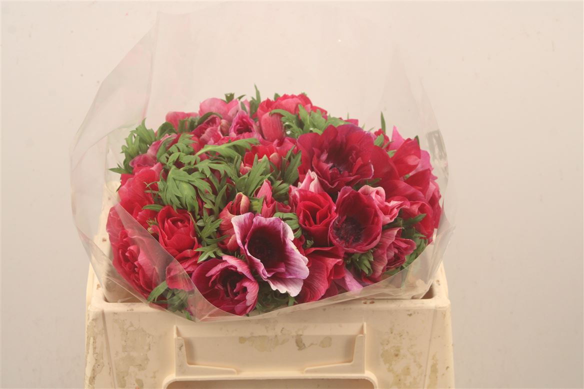 Anemone Coronaria Mistral Plus Wine 35cm