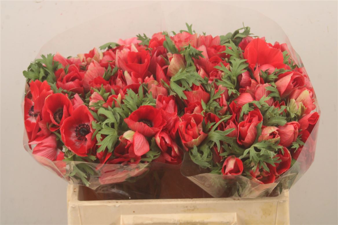 Anemone Coronaria Mistral Plus Red 35cm