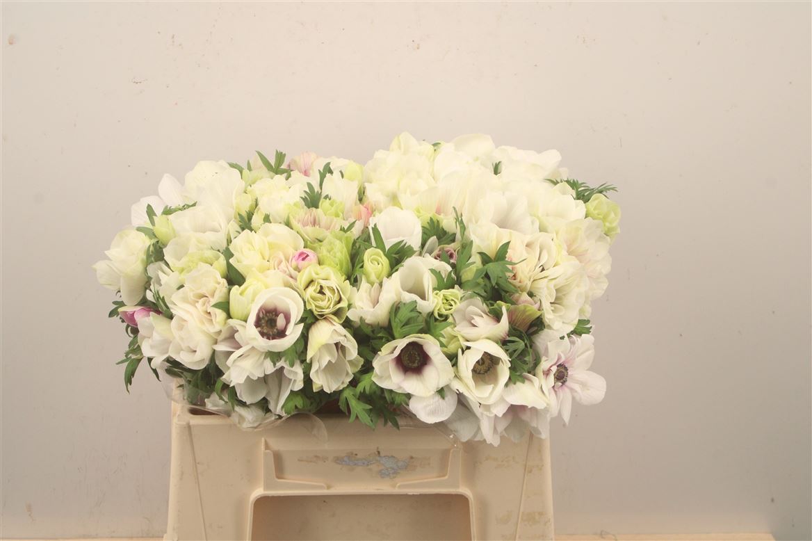 Anemone Coronaria Mistral Plus White 35cm