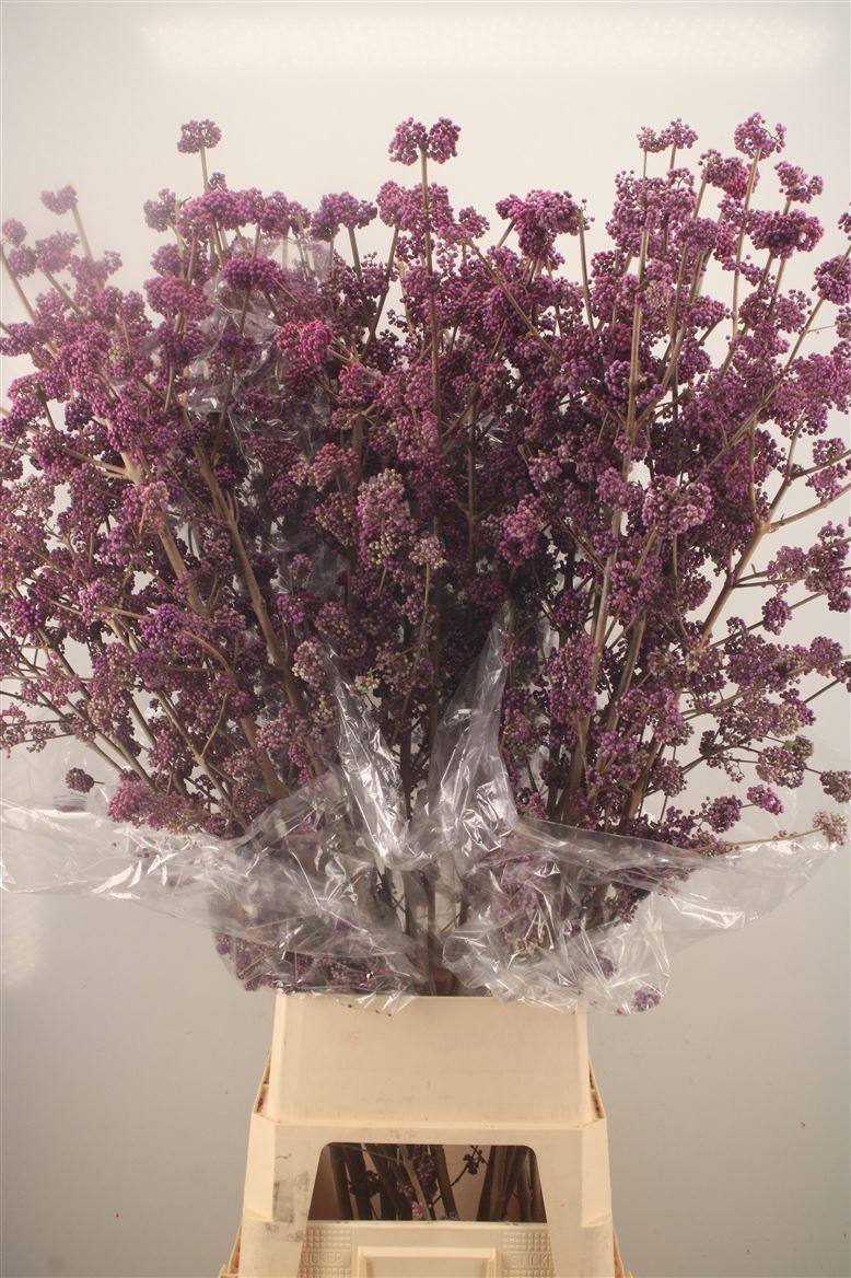Callicarpa Bod Giraldi(imp) 140cm