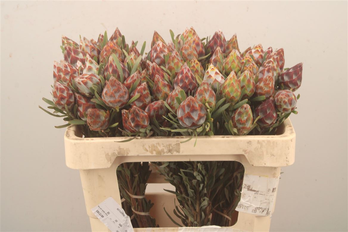 Leucadendron Rubrum 50cm