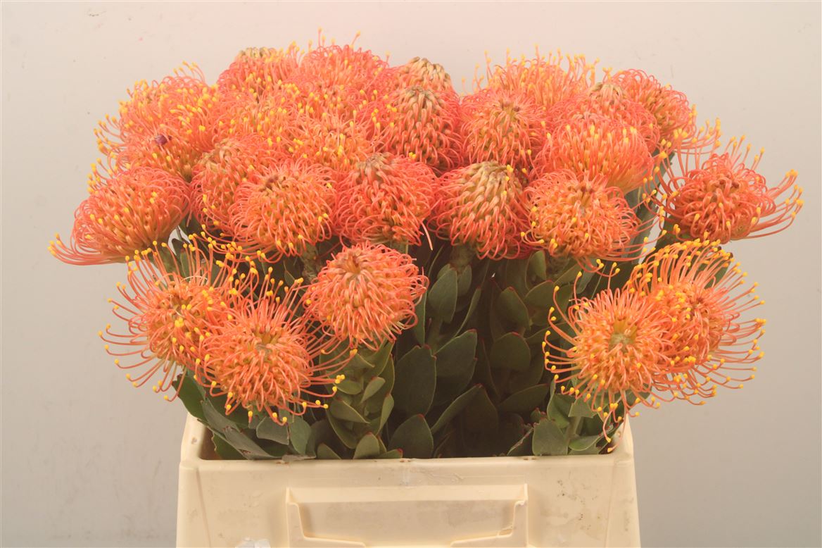 Leucospermum Gold Dust 40cm