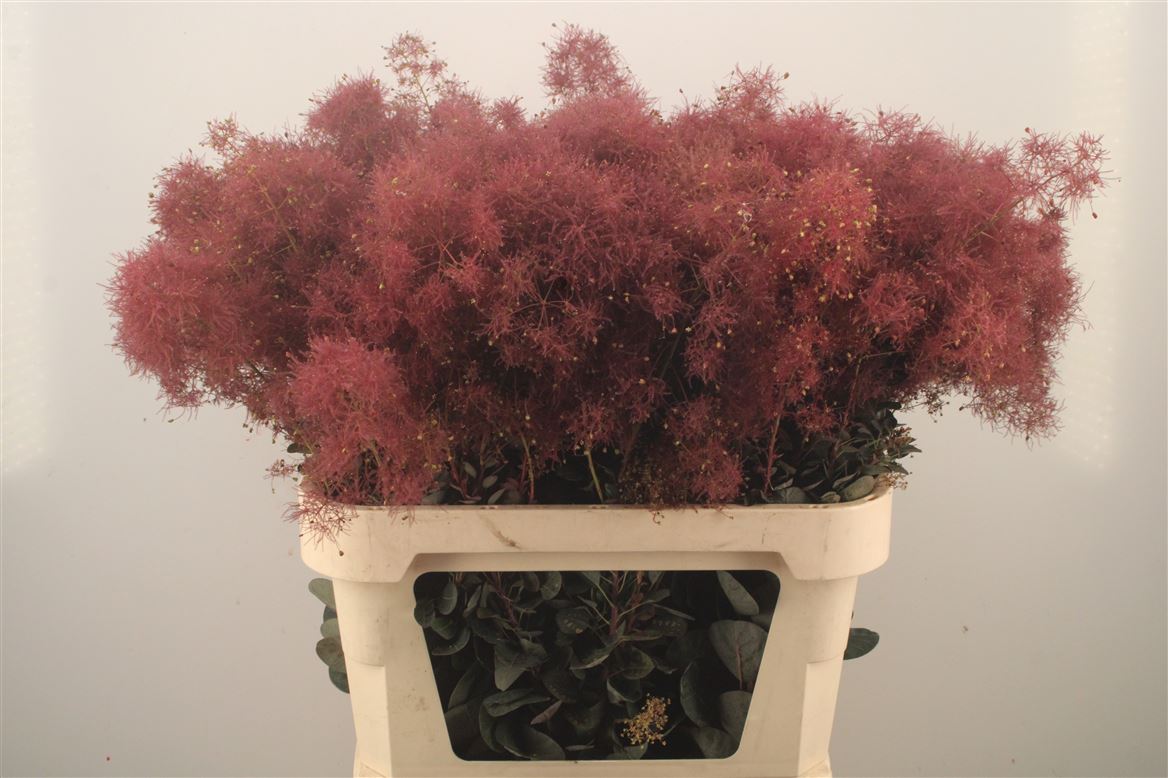 Cotinus Coggygria Magical Torch 80cm
