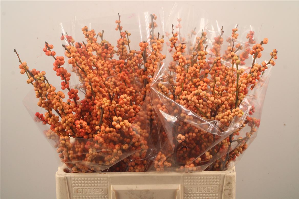 Ilex Verticillata Magical Daydream 60cm