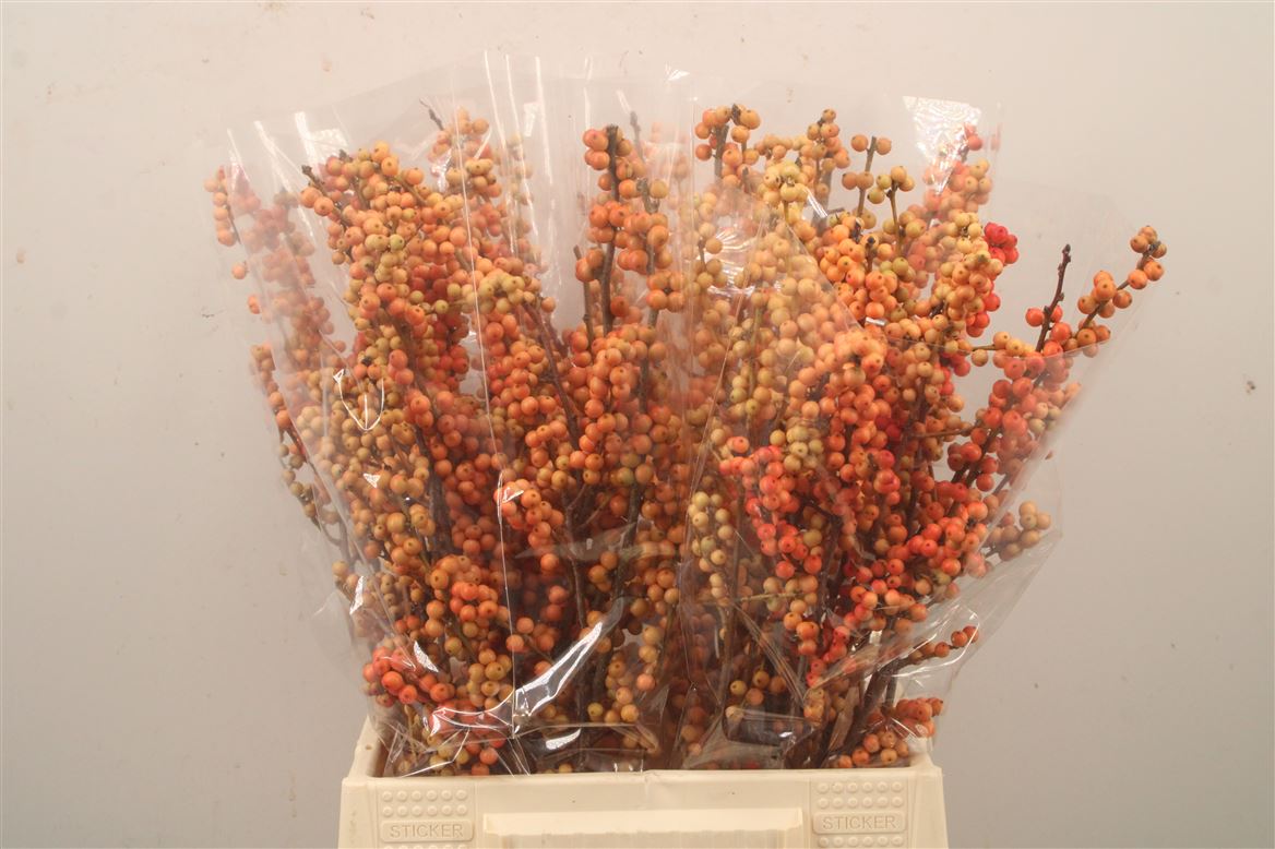 Ilex Verticillata Magical Daydream 50cm