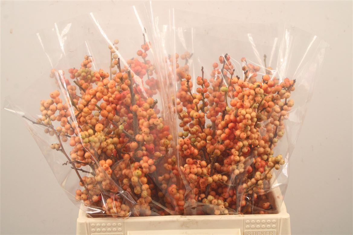 Ilex Verticillata Magical Daydream 40cm