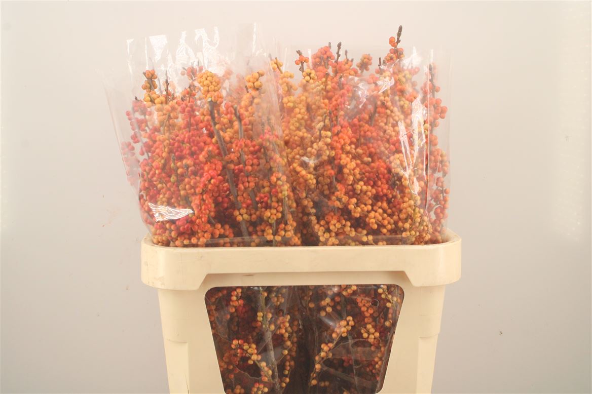 Ilex Verticillata Magical Daydream 80cm