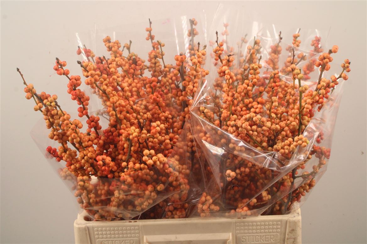 Ilex Verticillata Magical Daydream 60cm