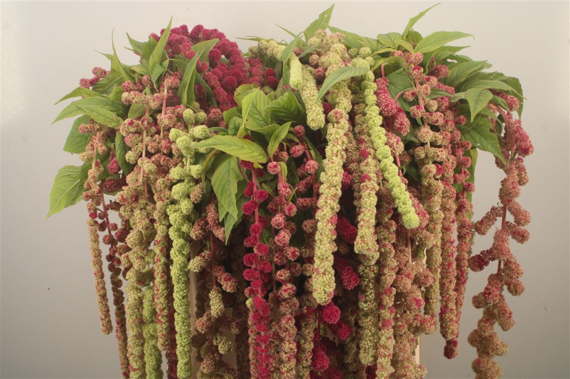 Amaranthus Caudatus Mira 75cm