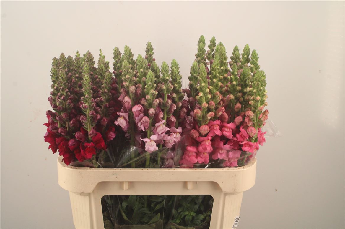 Antirrhinum Mix 75cm