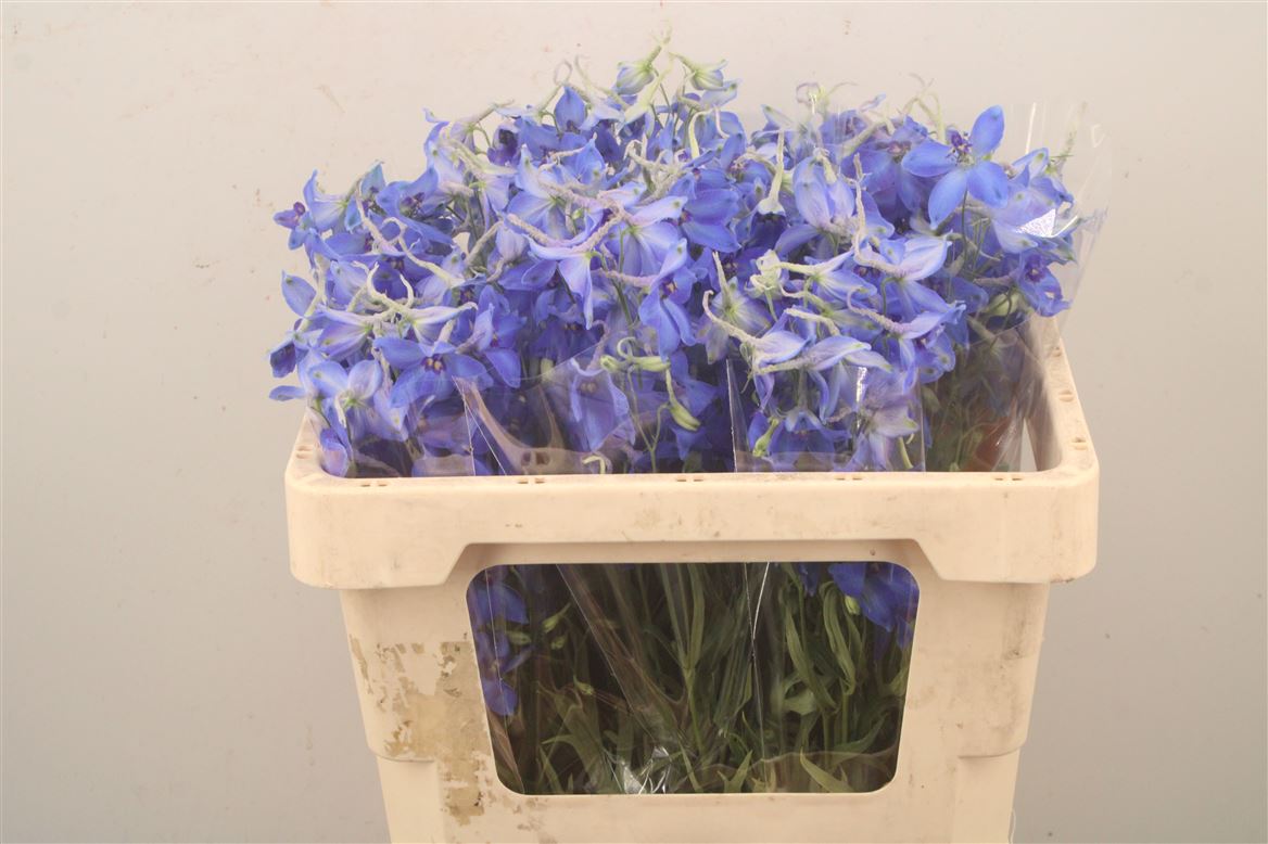 Delphinium Single Volkerfrieden 50cm