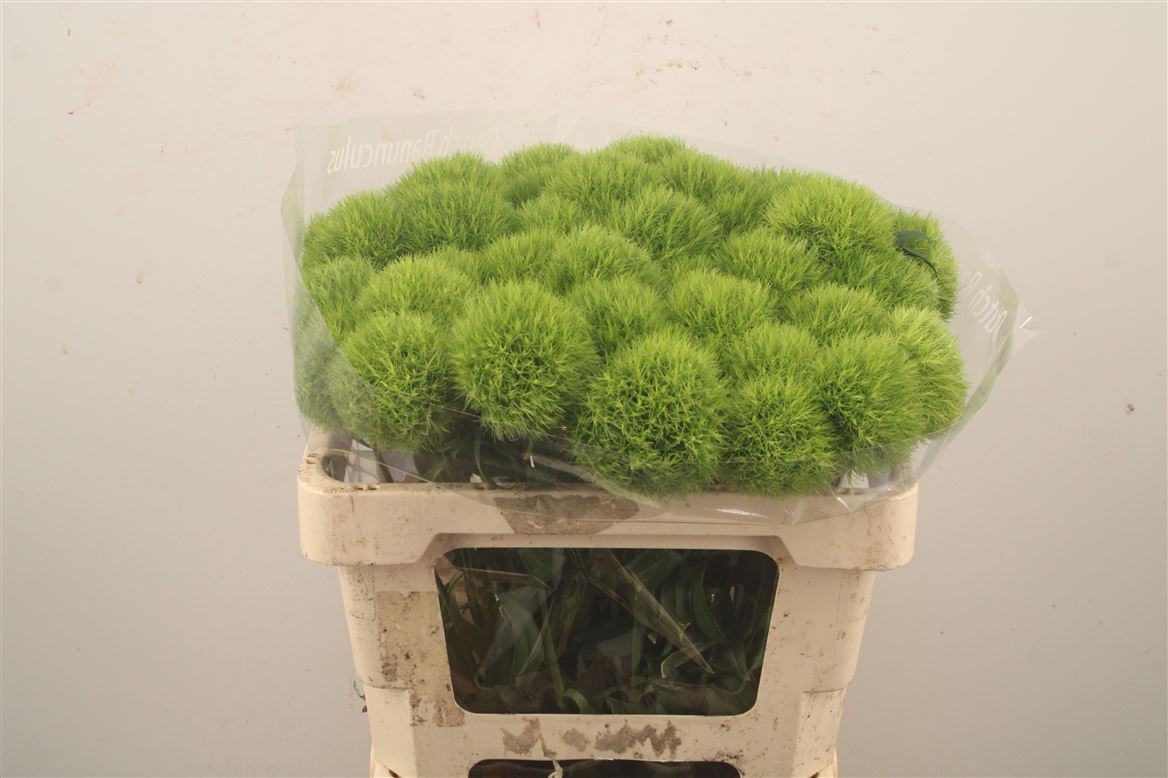 Dianthus Barb Green Trick 55cm