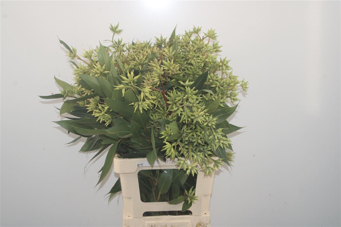 Eucalyptus Robusta With Berry 60cm 200gr.