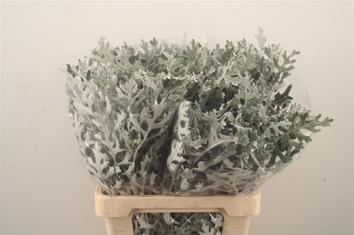 Jacobaea Senecio Maritima 60cm